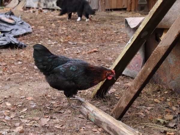 Breeding chickens in the countryside for beginnersРазведение домашней птицы на даче может стать полезным занятием, позволяющим не только получать свежие продукты, но и быть ближе к природе. Правильное управление этим процессом предполагает понимание специфических потребностей птиц, начиная с условий их обитания и заканчивая ежедневным уходом. Хорошо продуманная среда обитания и сбалансированное питание - ключевые факторы, обеспечивающие здоровье и продуктивность стада в течение всего года.</p>
<p>Обеспечение оптимальной среды обитания птиц включает в себя внимание к планировке их жилища, учитывая такие факторы, как ширина и высота курятника, а также размещение насестов и гнездовых ящиков. Кроме того, решающую роль в благополучии птиц играет естественная среда обитания, например, солнечный свет и защита от потенциальных стрессовых факторов.</p>
<p>Юридические аспекты также важны при организации птицеводческого хозяйства. Соблюдение местных правил может предотвратить возможные проблемы и обеспечить беспроблемный процесс приобретения молодых птиц и их круглогодичного ухода. Понимание этих тонкостей — от выбора подходящей породы до поддержания соответствующего рациона и условий — поможет новичкам успешно управлять домашней птицей и наслаждаться ее преимуществами.</p>
<h2>Выращивание кур в коттедже для начинающих</h2>
<p>Создание устойчивой среды для домашней птицы может быть полезным занятием, особенно если это происходит в сельской местности или в саду. Чтобы добиться успеха, необходимо учесть несколько важнейших аспектов, включая подходящее пространство, наличие корма и методы ухода. В этом разделе изложены основные моменты, которые помогут новичкам сориентироваться в процессе, и даны важные советы по уходу за этими пернатыми товарищами в течение всего года.</p>
<p>Приступая к работе, важно понимать основные требования к содержанию здоровой и продуктивной птицы. Необходимо обеспечить достаточное пространство, выделив зоны для работы как в помещении, так и на улице. Курятник должен быть спроектирован с учетом благополучия птиц, обеспечивая защиту от внешних воздействий и достаточную вентиляцию. Идеальным является помещение с доступом свежего воздуха и естественного света, что способствует отсутствию стресса.</p>
<p>Кормление — еще один важнейший компонент. Рацион птиц должен быть хорошо сбалансирован, включать в себя разнообразные зерновые, зелень и источники белка. Особое внимание следует уделять потребностям в питании различных возрастных групп, от птенцов до зрелых несушек. Свежая вода должна быть всегда доступна, а график кормления должен быть последовательным, чтобы поддерживать оптимальное здоровье и яйценоскость.</p>
<p>Кроме того, понимание сезонных потребностей вашего стада может существенно изменить ситуацию. Например, в весенние и летние месяцы птицам может потребоваться больше открытого пространства для корма, что поможет сократить расходы на кормление. Напротив, в холодные месяцы необходимо уделять больше внимания обстановке в помещении, обеспечивая тепло и сухость, чтобы предотвратить стресс и болезни.</p>
<p>Чтобы повысить яйценоскость, важно минимизировать стрессовые факторы, поддерживая спокойную и стабильную обстановку. Это включает в себя защиту курятника от хищников, обеспечение достаточного количества гнездовых ящиков и поддержание постоянного распорядка дня. Регулярная уборка и наблюдение за признаками заболевания также необходимы для предотвращения распространения болезней.</p>
<p>Наконец, приобретение молодых птиц, или пультов, должно быть осторожным. Желательно приобретать их у авторитетных заводчиков и постепенно приучать их к новой обстановке. Правильное знакомство с существующим стадом может предотвратить агрессию и обеспечить гармоничную обстановку.</p>
<blockquote class=